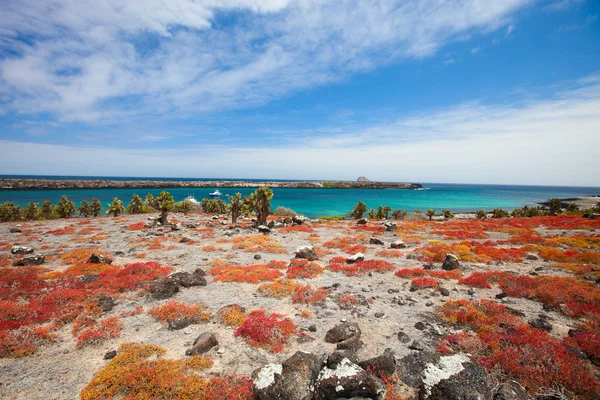 Isla plaza Sur — Foto de Stock