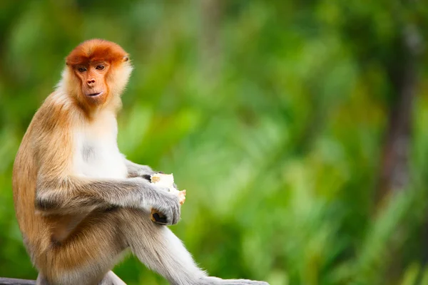 Macaco-probóscide — Fotografia de Stock