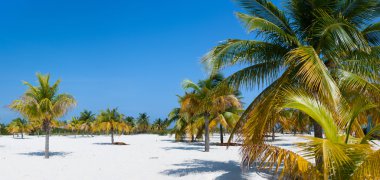 plajda palmiye ağaçları