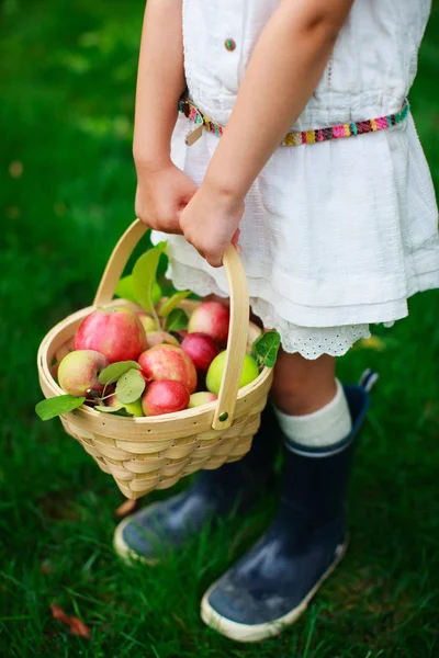 Organic apples in a basket — Stock Photo, Image