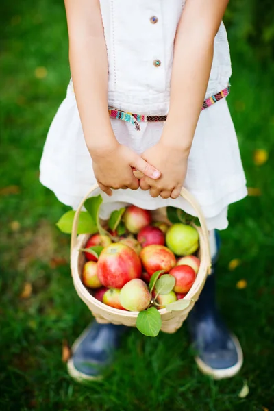 Organic apples in a basket — Stock Photo, Image