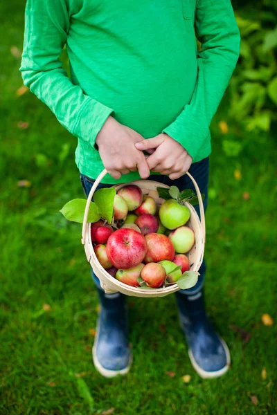 Βιολογικά μήλα σε καλάθι — Φωτογραφία Αρχείου