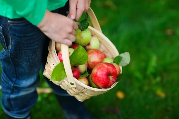 Organic apples in a basket — Stock Photo, Image