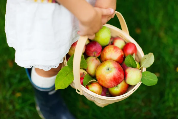 Organic apples in a basket — Stock Photo, Image