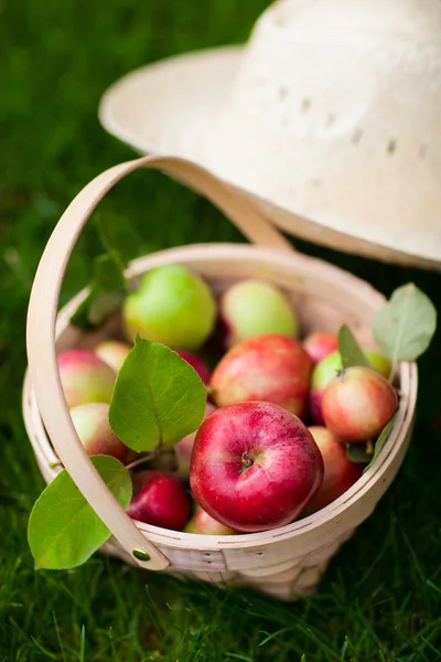 Βιολογικά μήλα σε καλάθι — Φωτογραφία Αρχείου