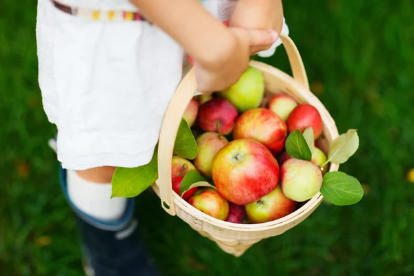 Ekologiska äpplen i en korg — Stockfoto