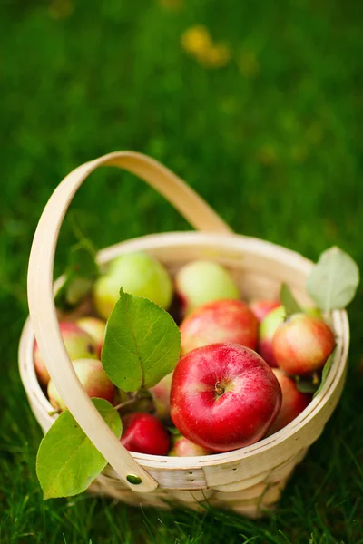 แอปเปิ้ลอินทรีย์ในตะกร้า — ภาพถ่ายสต็อก
