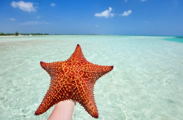Red starfish — Stock Photo, Image