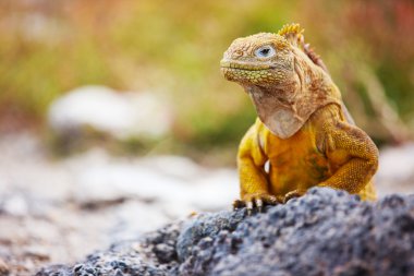 kara iguana
