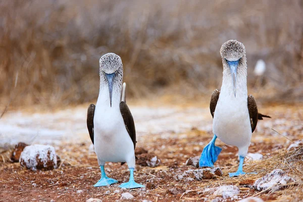 Blue footed booby mating dance — Stock Photo, Image