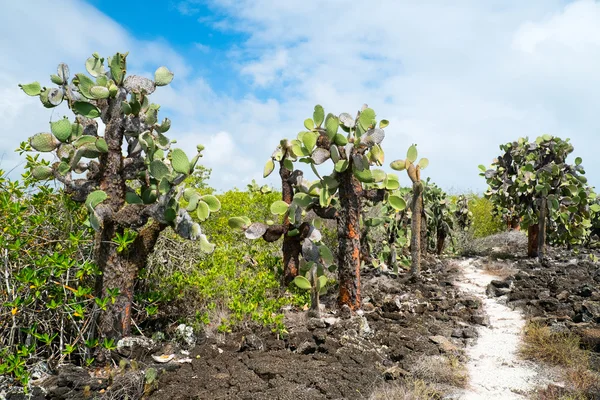 Foresta di cactus di Opuntia — Foto Stock