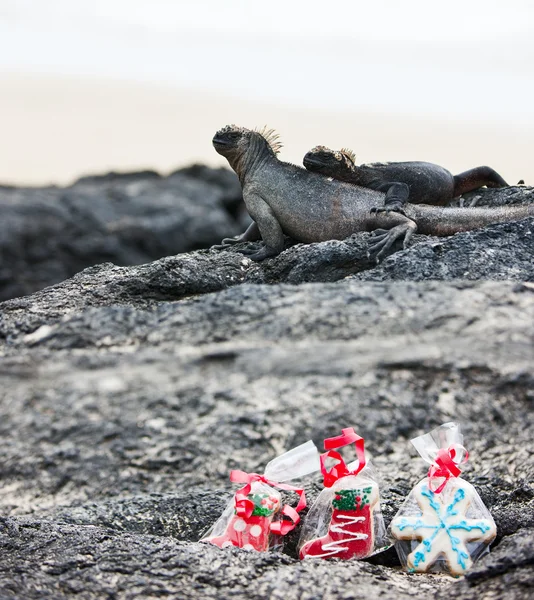 Weihnachten auf Galapagos-Inseln — Stockfoto