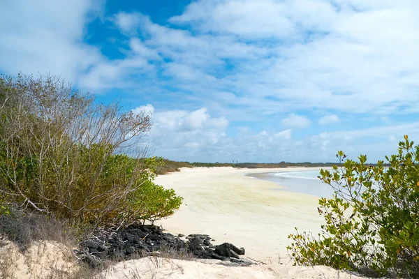 Plage sur l'île de Galapagos Isabela, Équateur — Photo