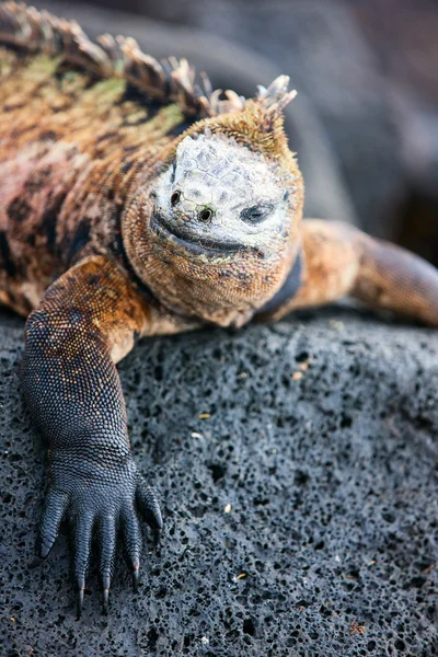 男性海洋鬣鳞蜥 — 图库照片