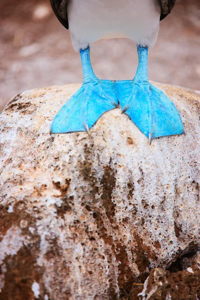 Pies de pié azul booby — Foto de Stock