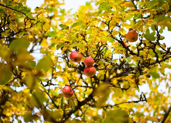 Appels op een boom — Stockfoto