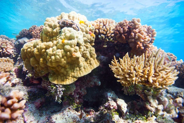 Coral reef — Stock Photo, Image