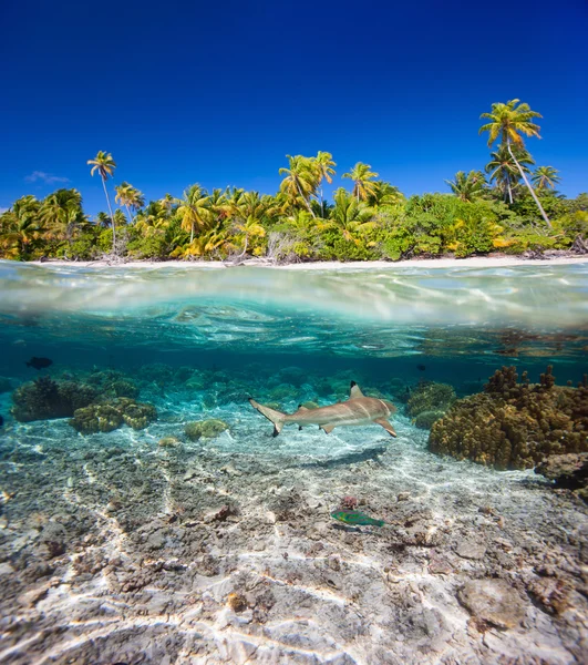 Isla tropical bajo y sobre el agua — Foto de Stock