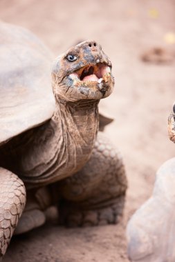 Galapagos giant tortoise clipart