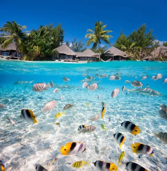 Isola tropicale sott'acqua e al di sopra dell'acqua — Foto Stock