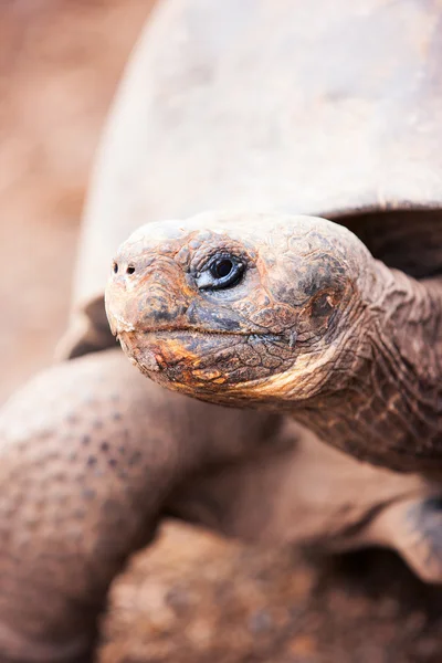Galapagos dev kaplumbağası. — Stok fotoğraf
