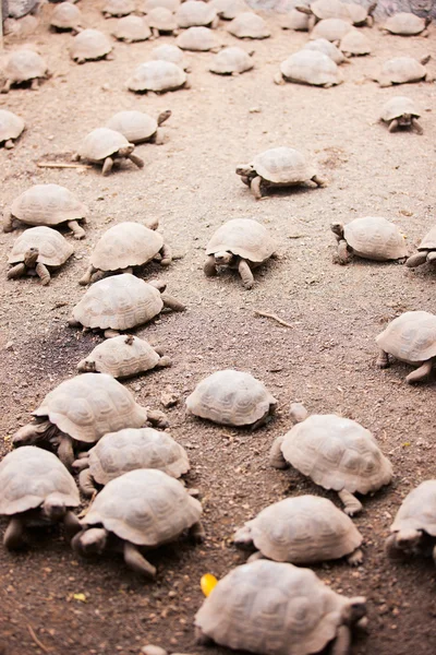 Bebês de tartarugas gigantes Galápagos — Fotografia de Stock