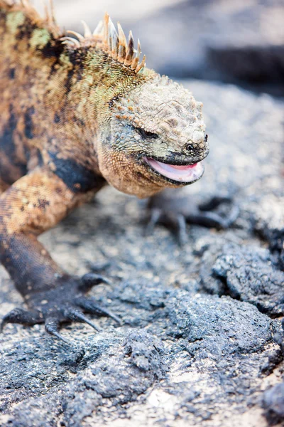 Erkek deniz iguana — Stok fotoğraf