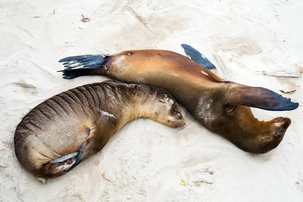 Seelöwen am Strand — Stockfoto