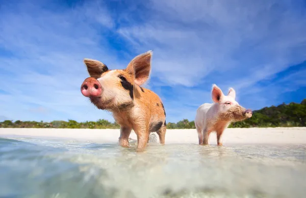 Zwemmen varkens van exumas — Stockfoto