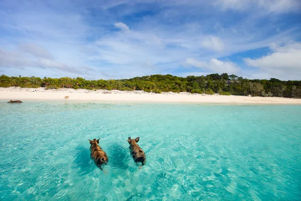 Cerdos nadadores de Exumas — Foto de Stock