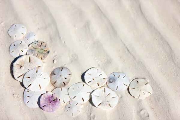 Sanddollar — Stockfoto