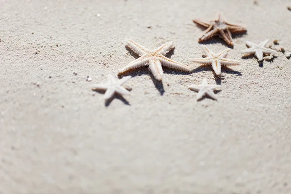 Starfish — Stock Photo, Image