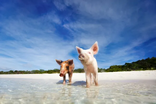 Yüzme domuzlar exuma olarak — Stok fotoğraf