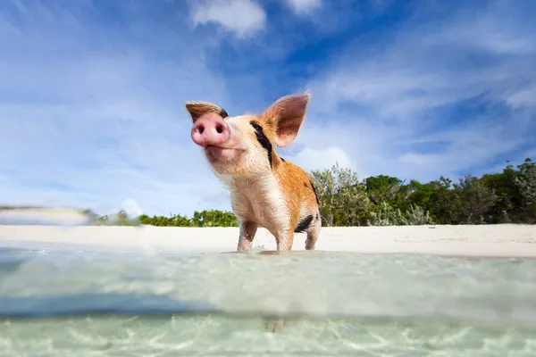 Porcos nadadores de Exuma — Fotografia de Stock