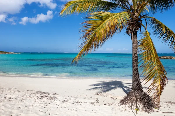 Bella spiaggia di caraibi — Foto Stock