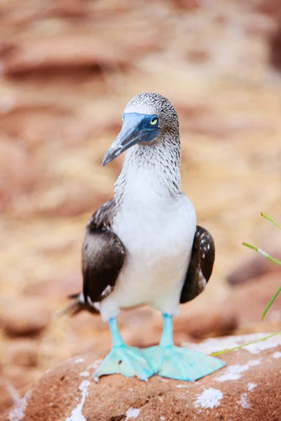 Blu dai piedi booby — Foto Stock