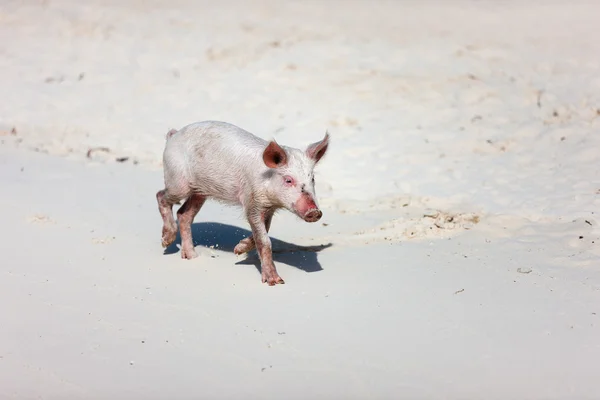 Nasse på stranden — Stockfoto