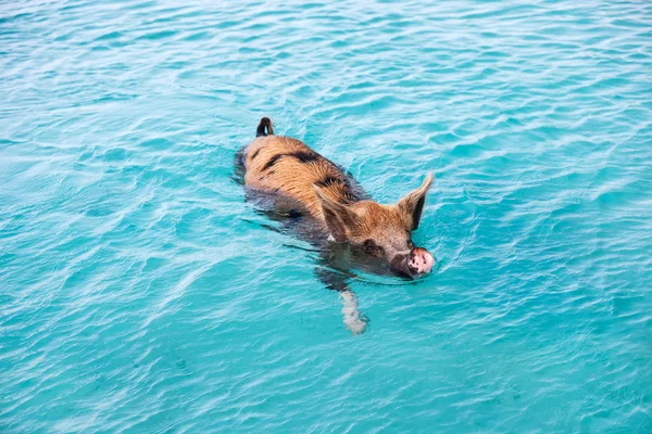 Simning gris av exuma — Stockfoto