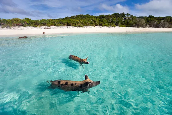 Plavání prasata exuma — Stock fotografie