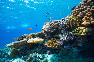 Coral reef underwater clipart
