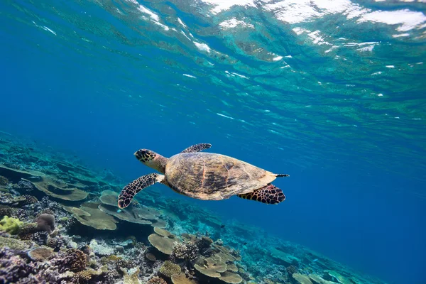 Żółw pływanie pod wodą — Zdjęcie stockowe