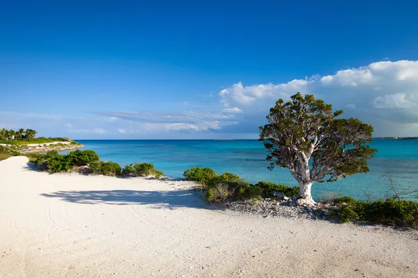 Costa en Bahamas — Foto de Stock