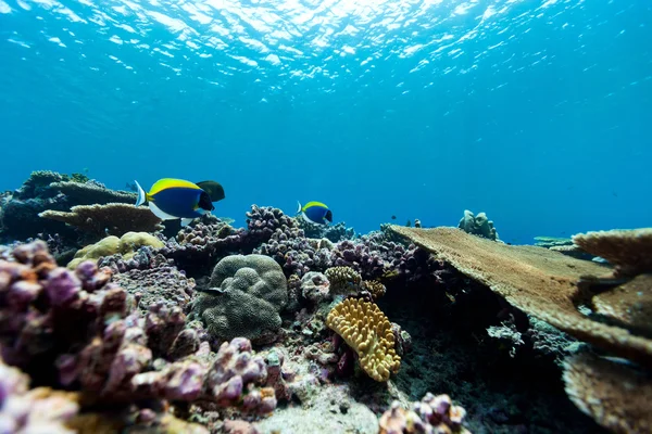 Coral reef underwater — Stock Photo, Image