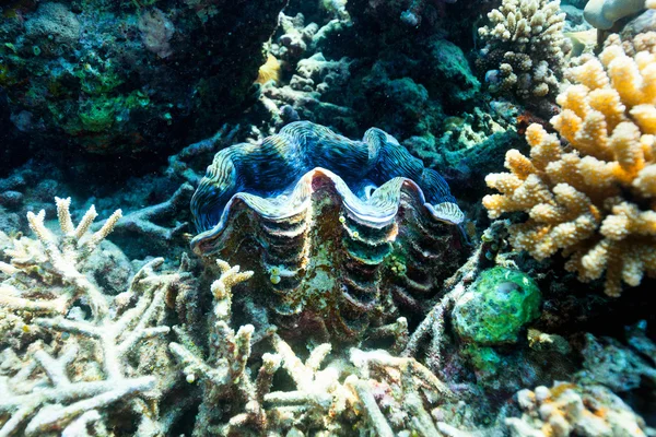 Coral reef underwater — Stock Photo, Image