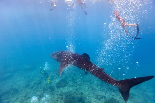 Snorkeling with a whale shark — Stock Photo, Image