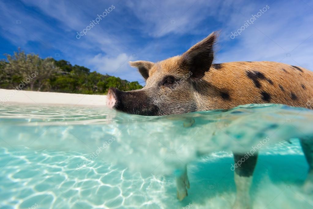 Swimming pig of Exuma island — Stock Photo © shalamov 46566031