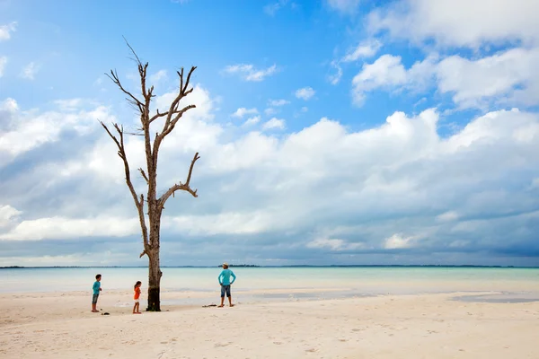 Lonetree op strand — Stockfoto