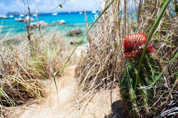 Cactus superiore peloso rosso unico — Foto Stock