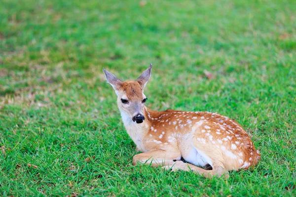 Bambi Images Libres De Droit Photos De Bambi Depositphotos Bambi Images Libres De Droit Photos De Bambi Depositphotos