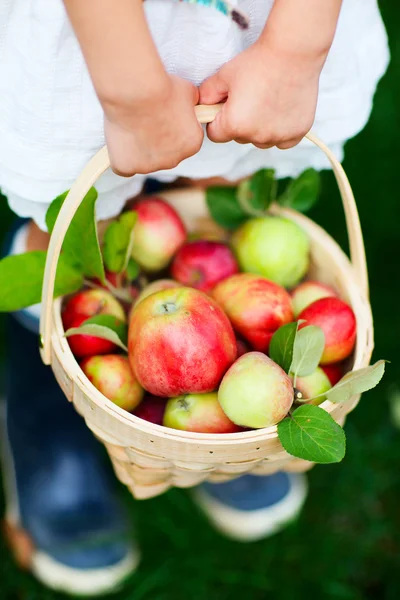 Ekologiska äpplen i en korg — Stockfoto